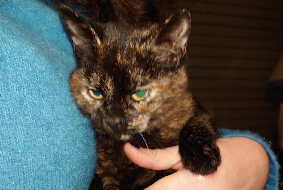 Vermisstmeldung Katze  Weiblich , 6 jahre Aix-en-Provence Frankreich