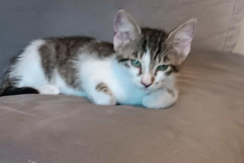 Vermisstmeldung Katze Weiblich , 0 jahre Lauris Frankreich