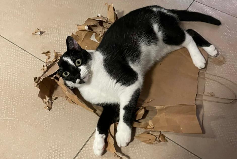 Vermisstmeldung Katze Männliche , 1 jahre Sablet Frankreich