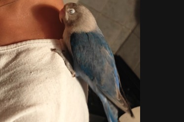 Alerta de Hallazgo Pájaro Desconocido Ceyreste Francia