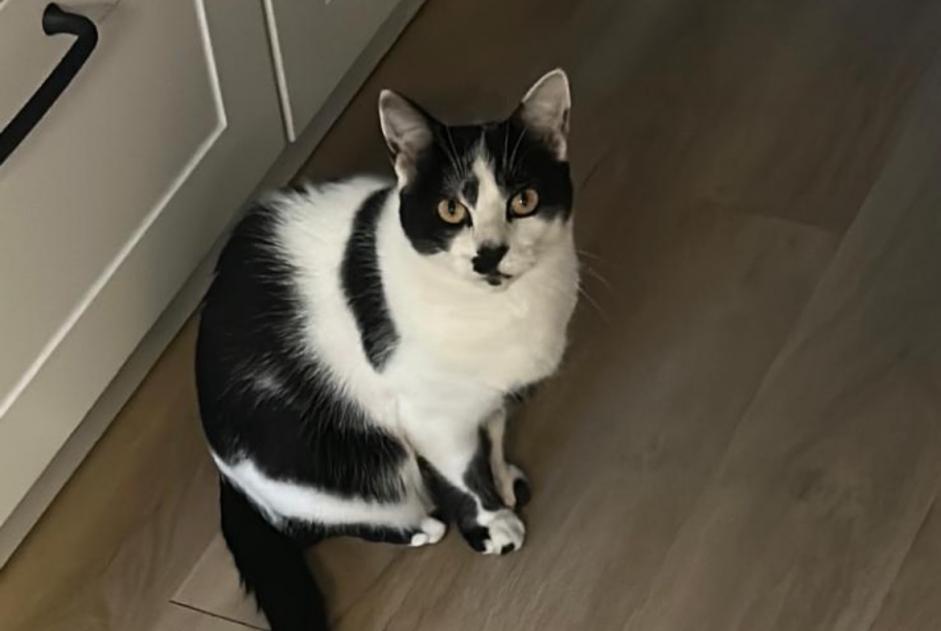 Alerte Disparition Chat Mâle , 3 ans Nantes France Alerte Disparition Chat Mâle , 3 ans Nantes France