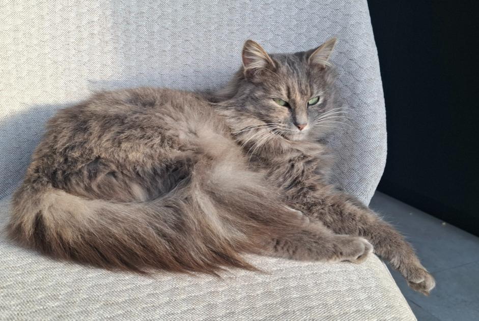 Alerte Disparition Chat Femelle , 3 ans Les Sables-d'Olonne France