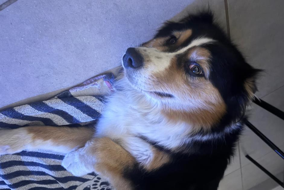 Alerte Découverte Chien Femelle Bédarrides France Alerte Découverte Chien Femelle Bédarrides France